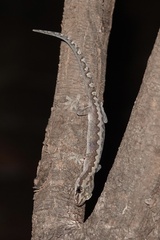 Amalosia rhombifer