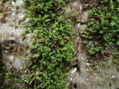 Dichodontium pellucidum