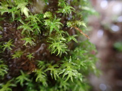 Dichodontium pellucidum