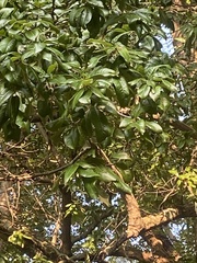 Quercus imbricaria