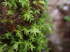 Dichodontium pellucidum