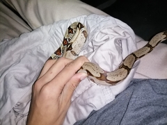 Boa constrictor constrictor