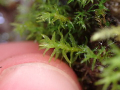 Dichodontium pellucidum