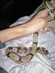 Boa constrictor constrictor