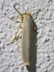 Eilema