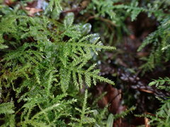 Kindbergia praelonga