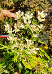 Pseudognaphalium obtusifolium