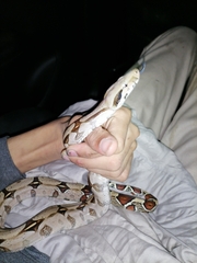 Boa constrictor constrictor
