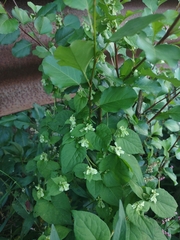 Fallopia scandens