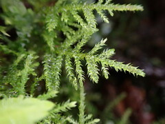Kindbergia praelonga