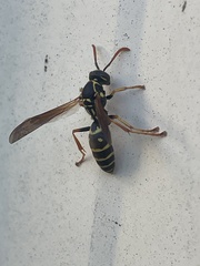 Polistes chinensis