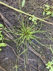 Eleocharis intermedia