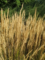 Calamagrostis epigejos