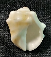 Acanthais triangularis