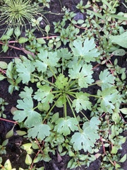 Ranunculus sceleratus
