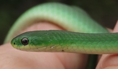 Opheodrys vernalis