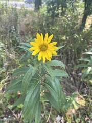 Helianthus grosseserratus