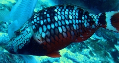 Sparisoma viride