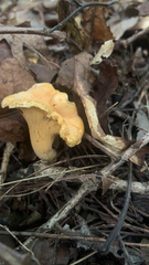 Cantharellus lateritius
