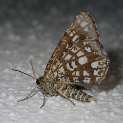 Chiasmia clathrata