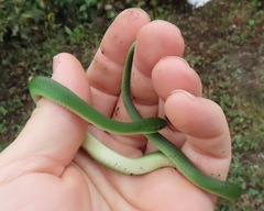 Opheodrys vernalis