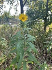 Helianthus grosseserratus
