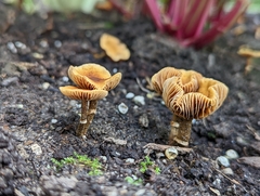 Pholiotina rugosa