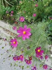 Cosmos bipinnatus