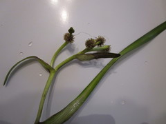 Sparganium fluctuans