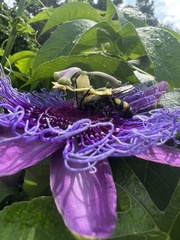 Pygodasis quadrimaculata