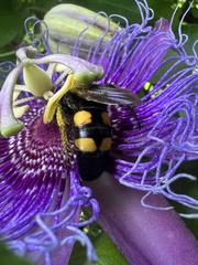 Pygodasis quadrimaculata