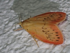 Miltochrista miniata