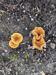 Pholiotina rugosa
