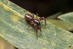 Battalus wallum