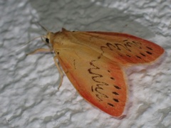 Miltochrista miniata