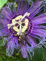 Pygodasis quadrimaculata