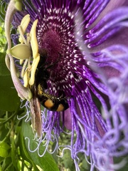 Pygodasis quadrimaculata