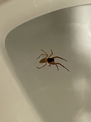 Dysdera crocata