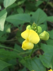 Vigna luteola