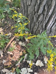 Solidago ulmifolia