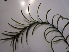 Potamogeton robbinsii