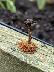 Pholiotina rugosa