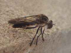 Heteropogon macerinus