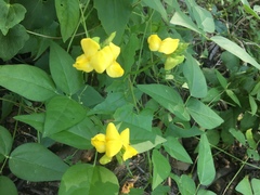 Vigna luteola