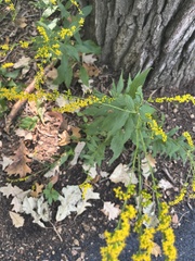 Solidago ulmifolia