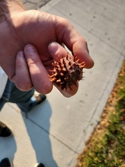 Liquidambar styraciflua