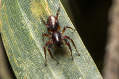 Battalus wallum