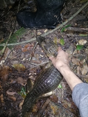 Caiman crocodilus