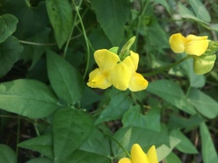 Vigna luteola