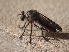 Heteropogon macerinus